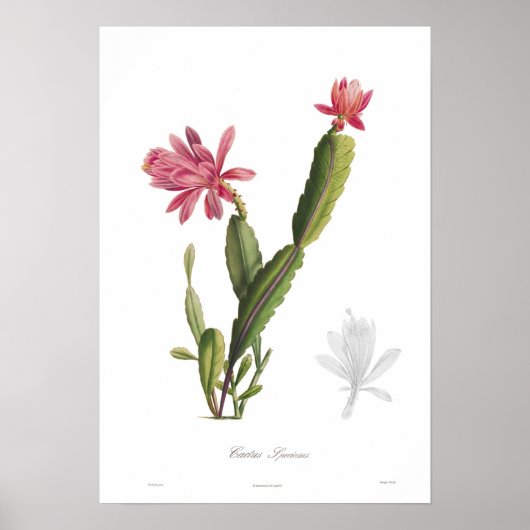 Poster Cactus speciosus (Devant)