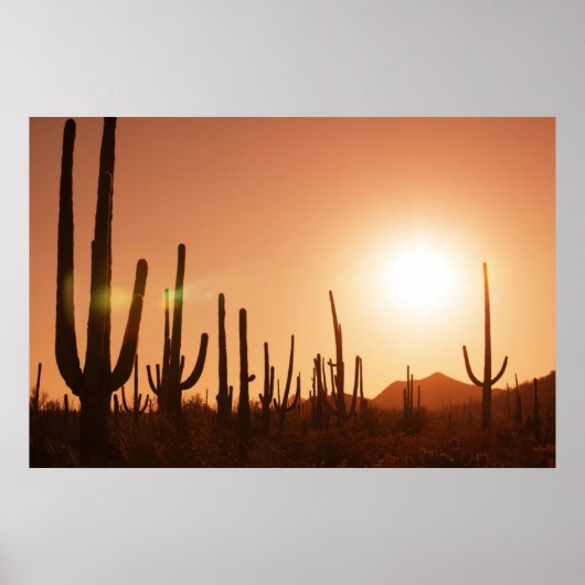 Poster Cactus Sur Le Désert (Devant)