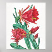 Poster Cactus vert rouge en fleurs (Devant)