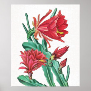 Poster Cactus vert rouge en fleurs