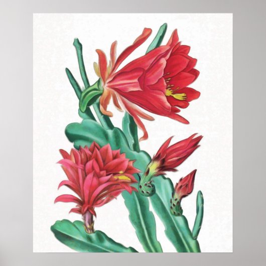 Poster Cactus vert rouge en fleurs (Devant)