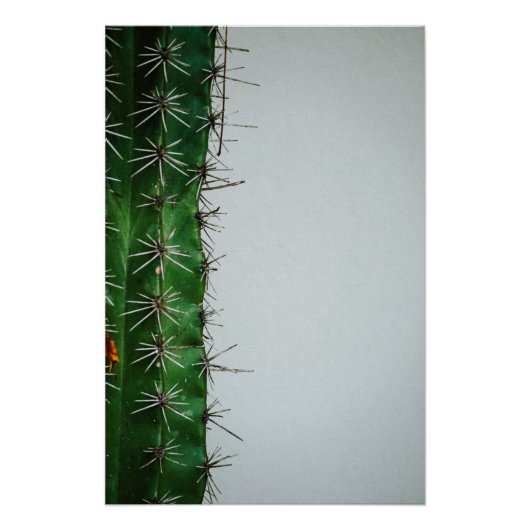 Poster Cactus verts devant un mur blanc (Devant)