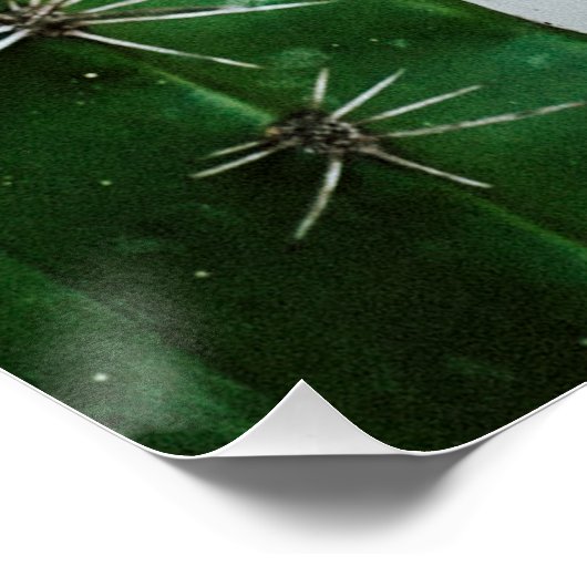 Poster Cactus verts devant un mur blanc (Coin)