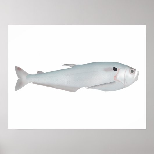 Poster Cacunda (Devant)