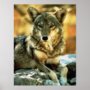 Poster Cadeaux aux amateurs de coyote
