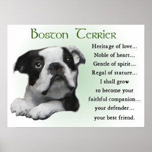 Poster Cadeaux Boston Terrier