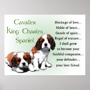 Poster Cadeaux Cavalier King Charles Spaniel