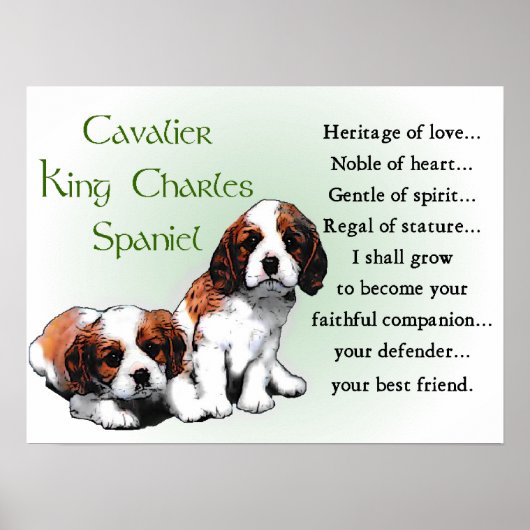 Poster Cadeaux Cavalier King Charles Spaniel (Devant)
