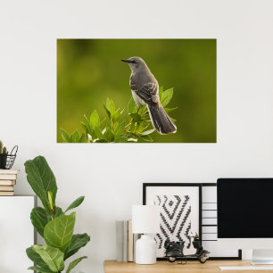 Poster Cadeaux d'amants d'oiseau de moqueur