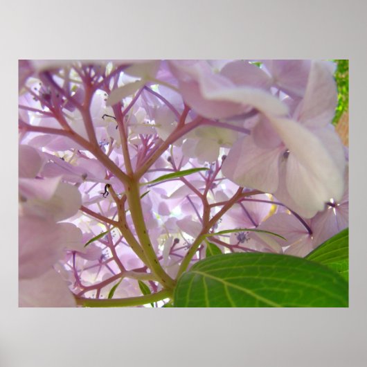 Poster Cadeaux d'art Toucher de Guérison Fleurs d'Hydrang (Devant)