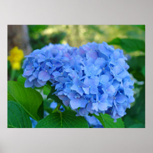Poster Cadeaux d'impression d'art Jardin floral d'hortens