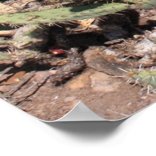 Poster Cadeaux Prickly Pear (Coin)
