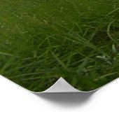 Poster Cades Cove, Great Smotains NP (Coin)