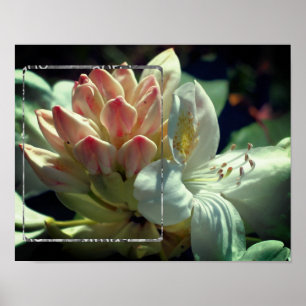 Poster Cadre Fleur Azalea Blanc Ajouter Votre Photo