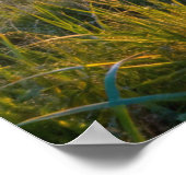 Poster Cadre TV Samsung (Coin)