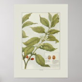 Poster Café (Devant)