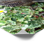 Poster Caille de Californie (Coin)