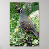 Poster Caille de Californie (Devant)