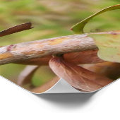 Poster Caille sauvage (Coin)