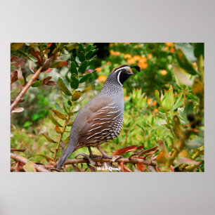 Poster Caille sauvage