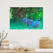 Poster Caille sauvage (Cuisine)