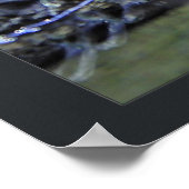 Poster Caiman sud-américain (Coin)