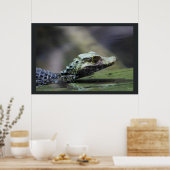 Poster Caiman sud-américain (Cuisine)