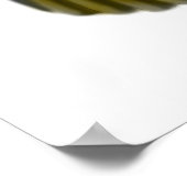 Poster Caique Parrot Love, Caique Parrot Love, Caique ... (Coin)