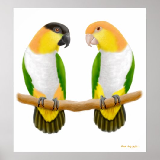 Poster Caique Parrot Love, Caique Parrot Love, Caique ... (Devant)