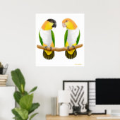 Poster Caique Parrot Love, Caique Parrot Love, Caique ... (Bureau à domicile)
