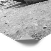 Poster Caire Égypte, Camel Jockeys Giza Pyramides (NR) 2 (Coin)