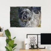 Poster Cairn Terrier Face (Bureau à domicile)