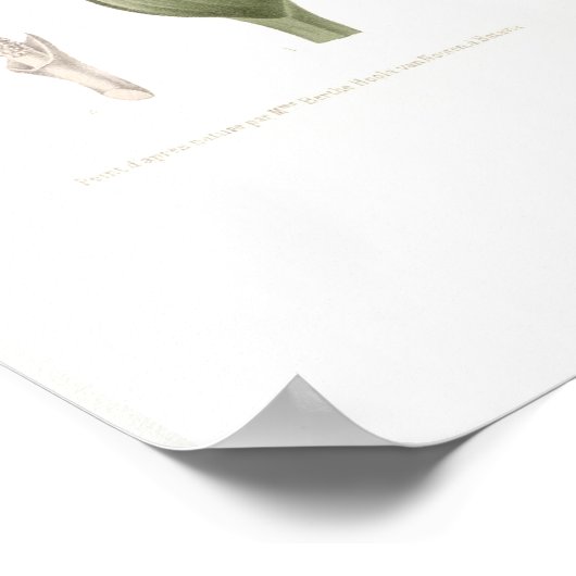 Poster Caladium bicolor (Coin)