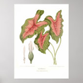 Poster Caladium bicolor (Devant)