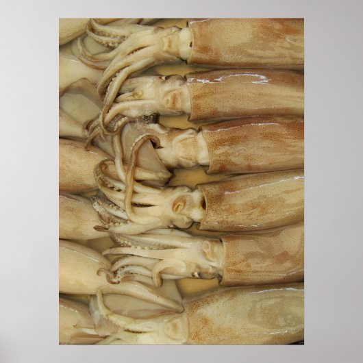 Poster Calamari (Devant)