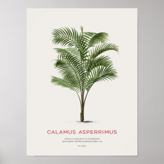 Poster Calamus Asperrimus - Palmier (Devant)