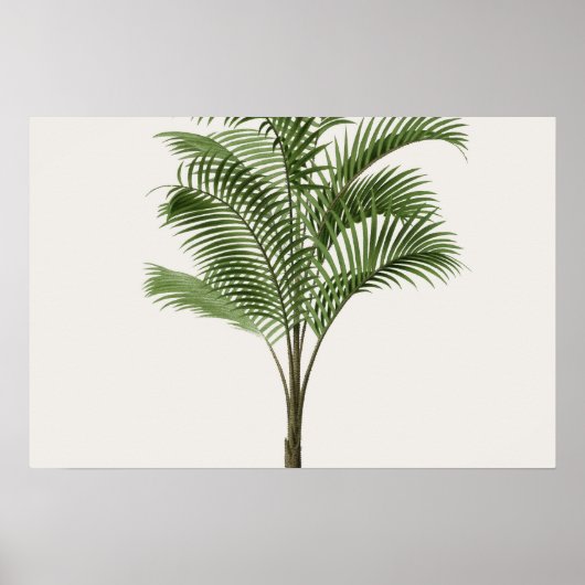 Poster Calamus Asperrimus - Palmier (Devant)