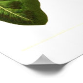 Poster Calathea pardina (Coin)