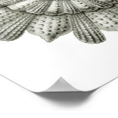 Poster Calcarina clavigera Ernst Haeckel (Coin)