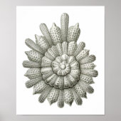 Poster Calcarina clavigera Ernst Haeckel (Devant)
