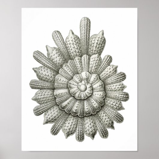 Poster Calcarina clavigera Ernst Haeckel (Devant)