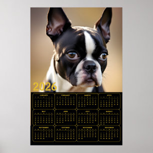 Poster Calendrier Boston Terrier 2026