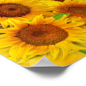 Poster Calendrier des tournesols 2013 (Coin)