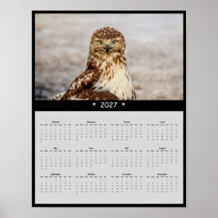 Poster Calendrier mural 2027 Buse à queue rousse - Grands
