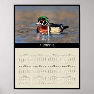 Poster Calendrier mural 2027 Canard branchu - Plumage vib