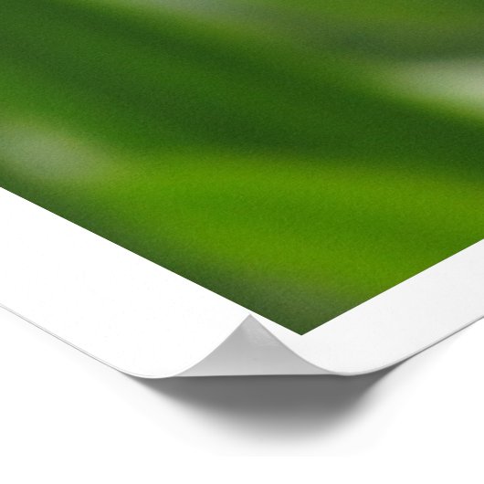 Poster - Calendula Bloom (Coin)