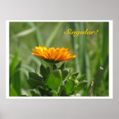 Poster - Calendula Bloom (Devant)