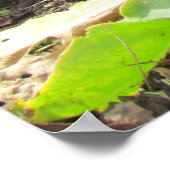 Poster - Calendula Blossom (Hoek)