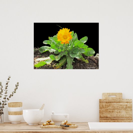 Poster - Calendula Blossom (Cuisine)