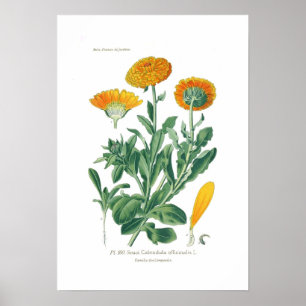 Poster Calendula officinalis (Pot marigold)